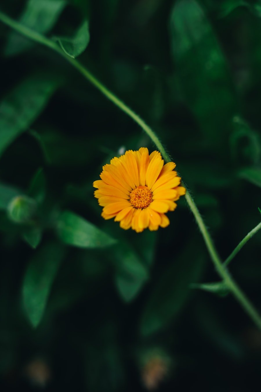 Yellow marigold flowers in sunlight