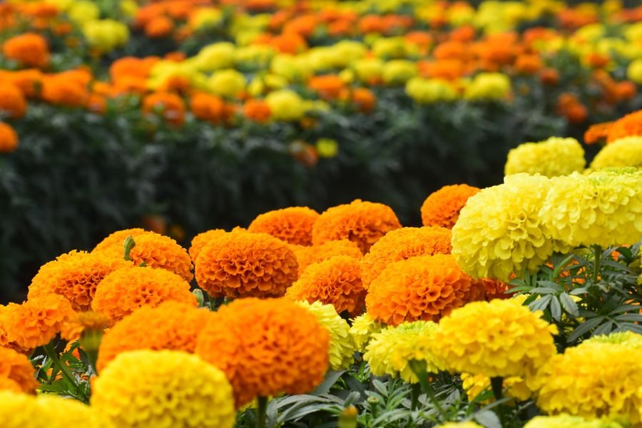 Marigold flowers - natural source of lutein