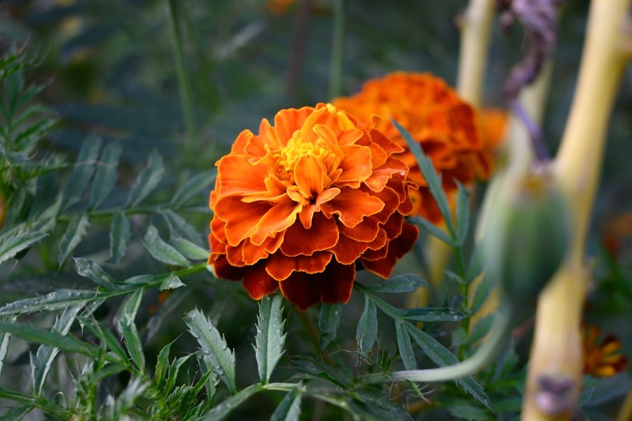 Marigold flowers - source of lutein